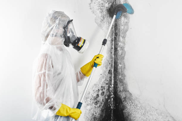 Best Attic Mold Removal  in Mahomet, IL