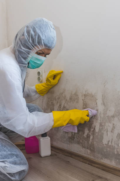 Dehumidification Services in Mahomet, IL