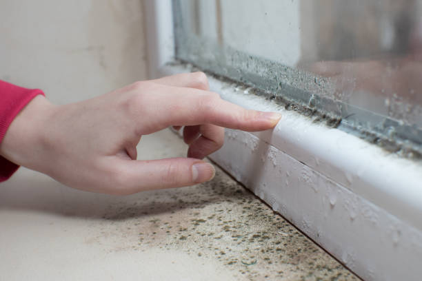 Best Flood Damage  in Mahomet, IL