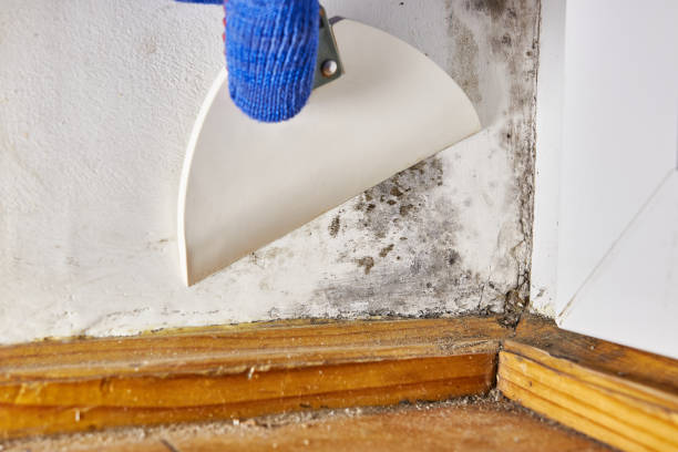 Best Mold Documentation for Insurance Claims  in Mahomet, IL