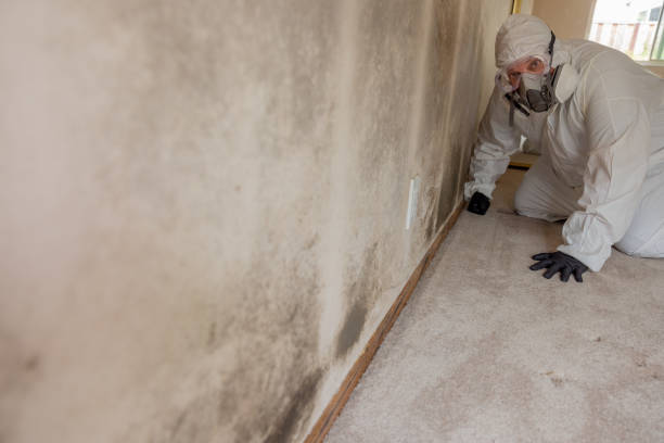 Best Mold Prevention Services  in Mahomet, IL