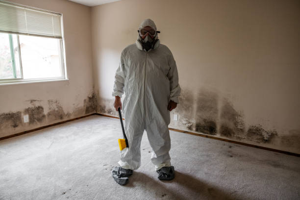 Best Basement Mold Removal  in Mahomet, IL